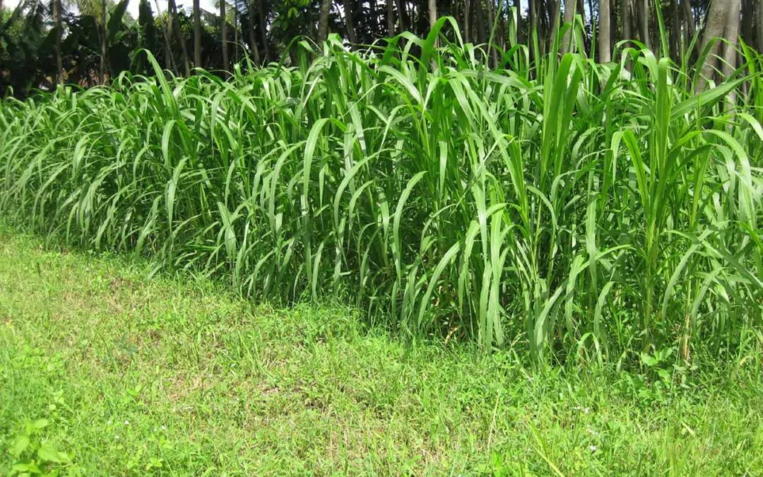 rumput panen rutin melimpah