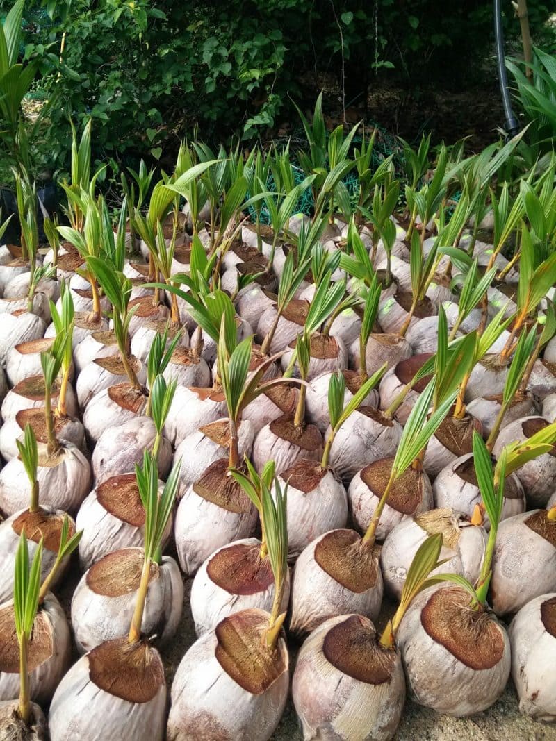 cara menyemai kelapa agar cepat tumbuh tunas