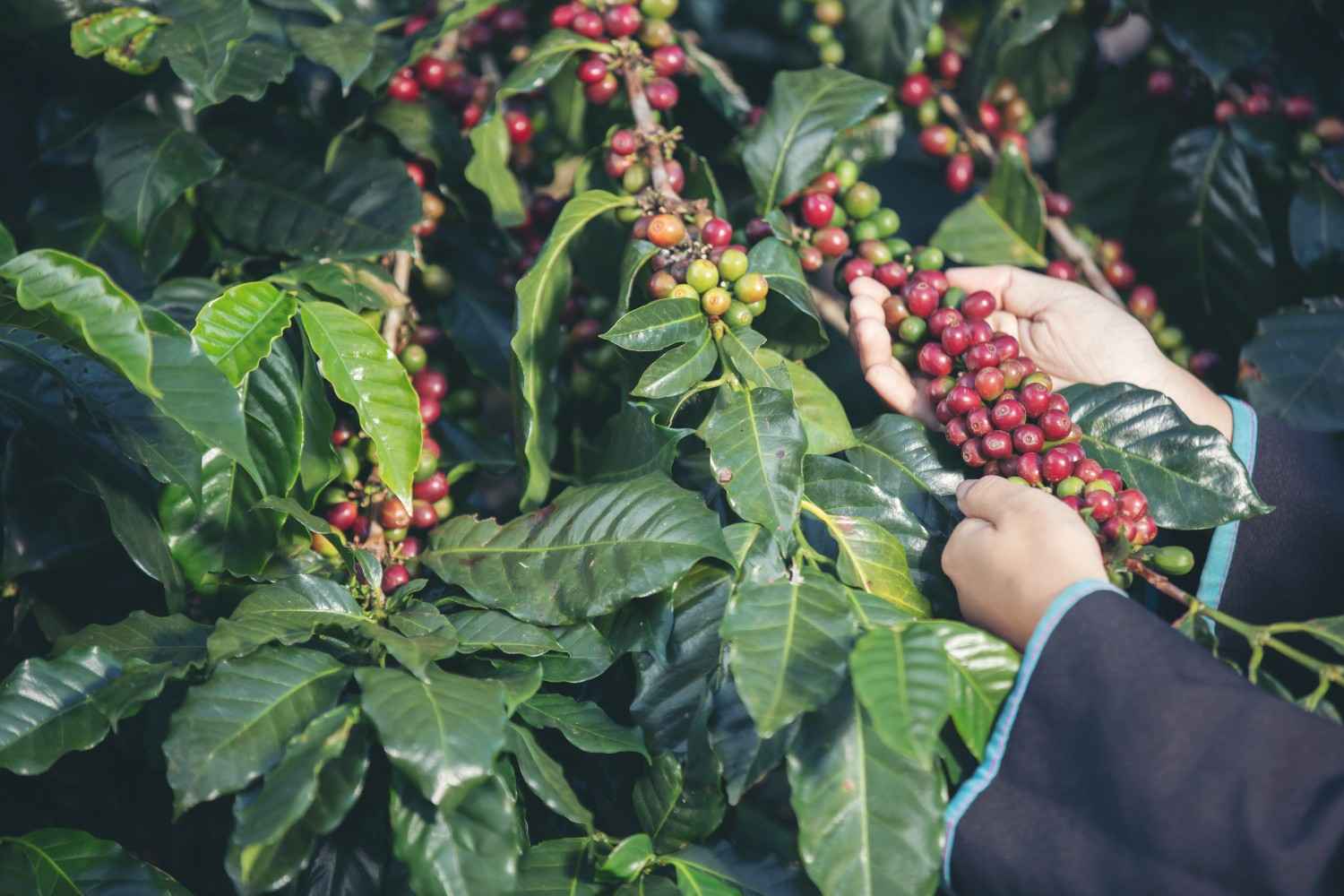 Cara Menanam Kopi Di Lahan Sempit