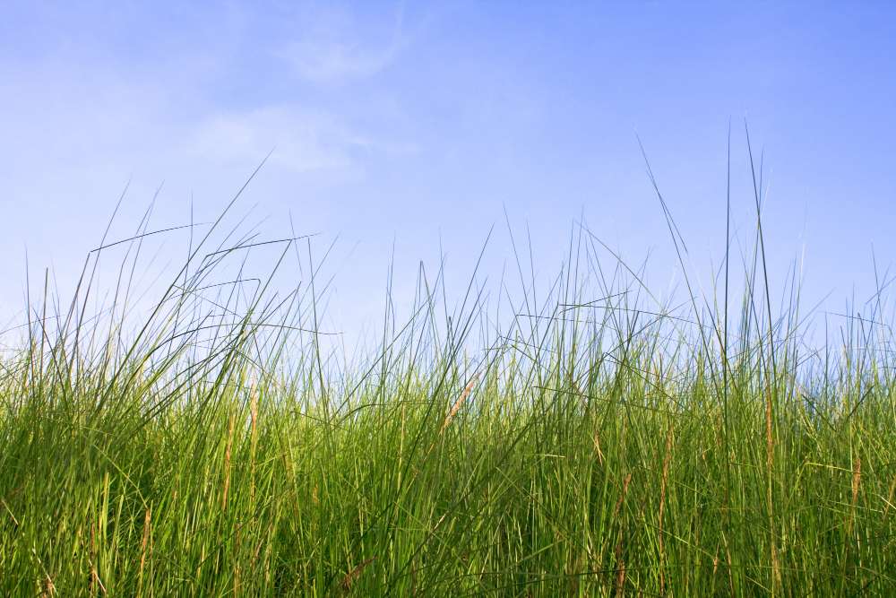 Fitur Unggulan Pencacah Rumput Multifungsi