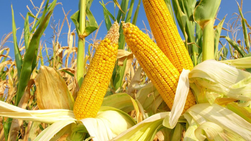 efisiensi kerja petani jagung