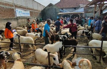 pasar kambing kurban tahunan