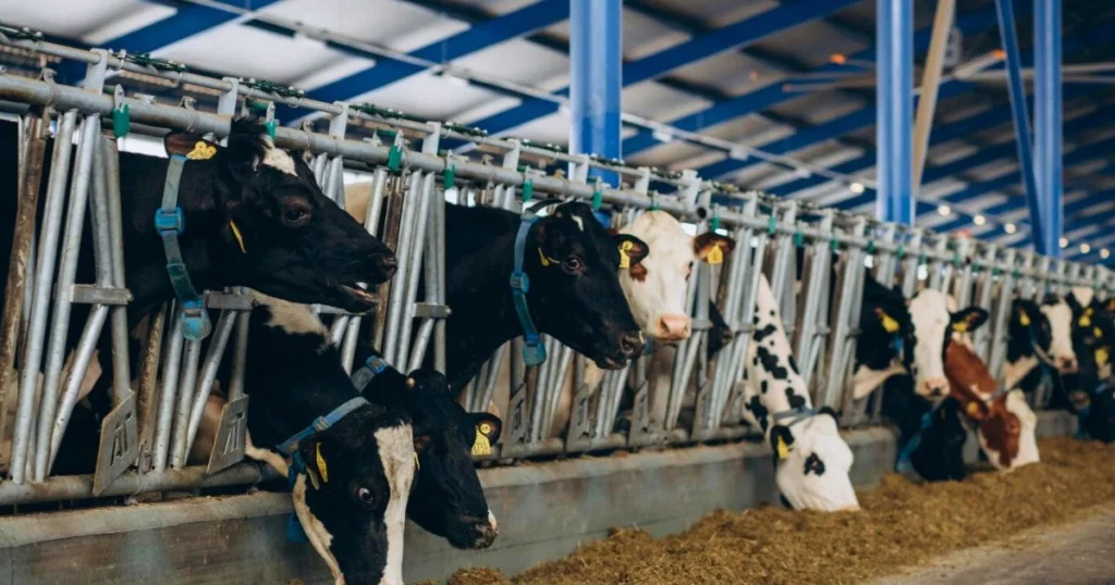 Manfaat Mesin Pencacah Rumput Ternak