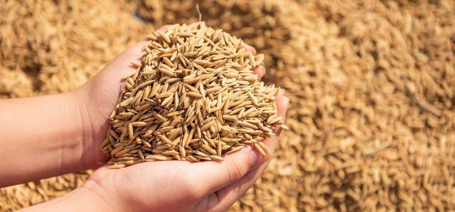 tips memilih mesin perontok padi