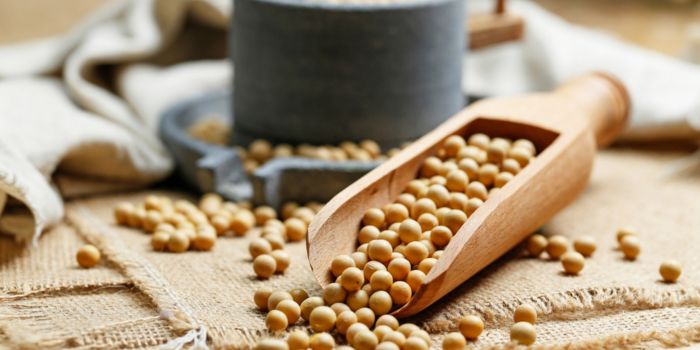 Cara Mengupas Kulit Kedelai Cepat Untuk Produksi Efisien