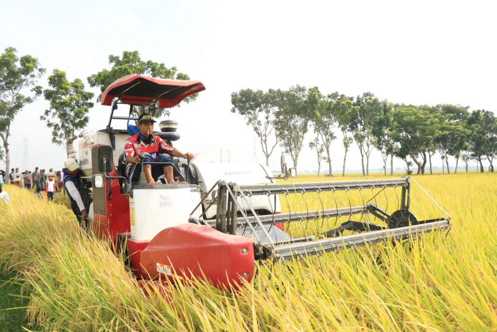 Proses Panen Padi Efektif Efisien Untuk Petani