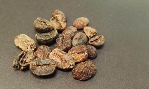penyebab biji kopi pecah saat proses hulling