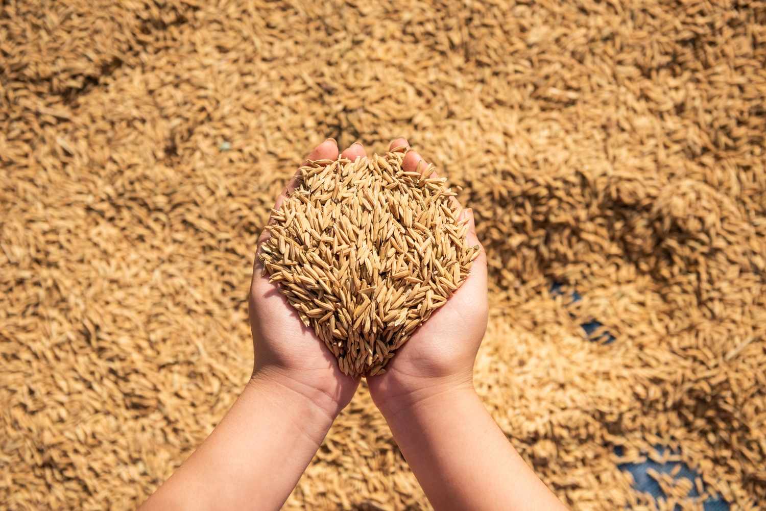 cara mengurangi kehilangan hasil panen padi