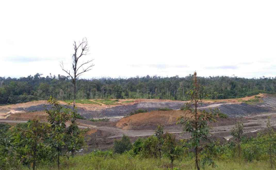 Pemilihan tanaman reklamasi tambang